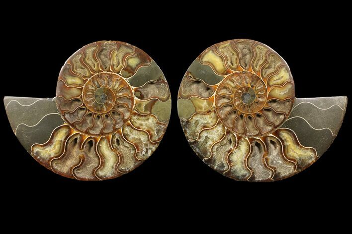 Cut & Polished Ammonite Fossil - Deep Crystal Pockets #94198